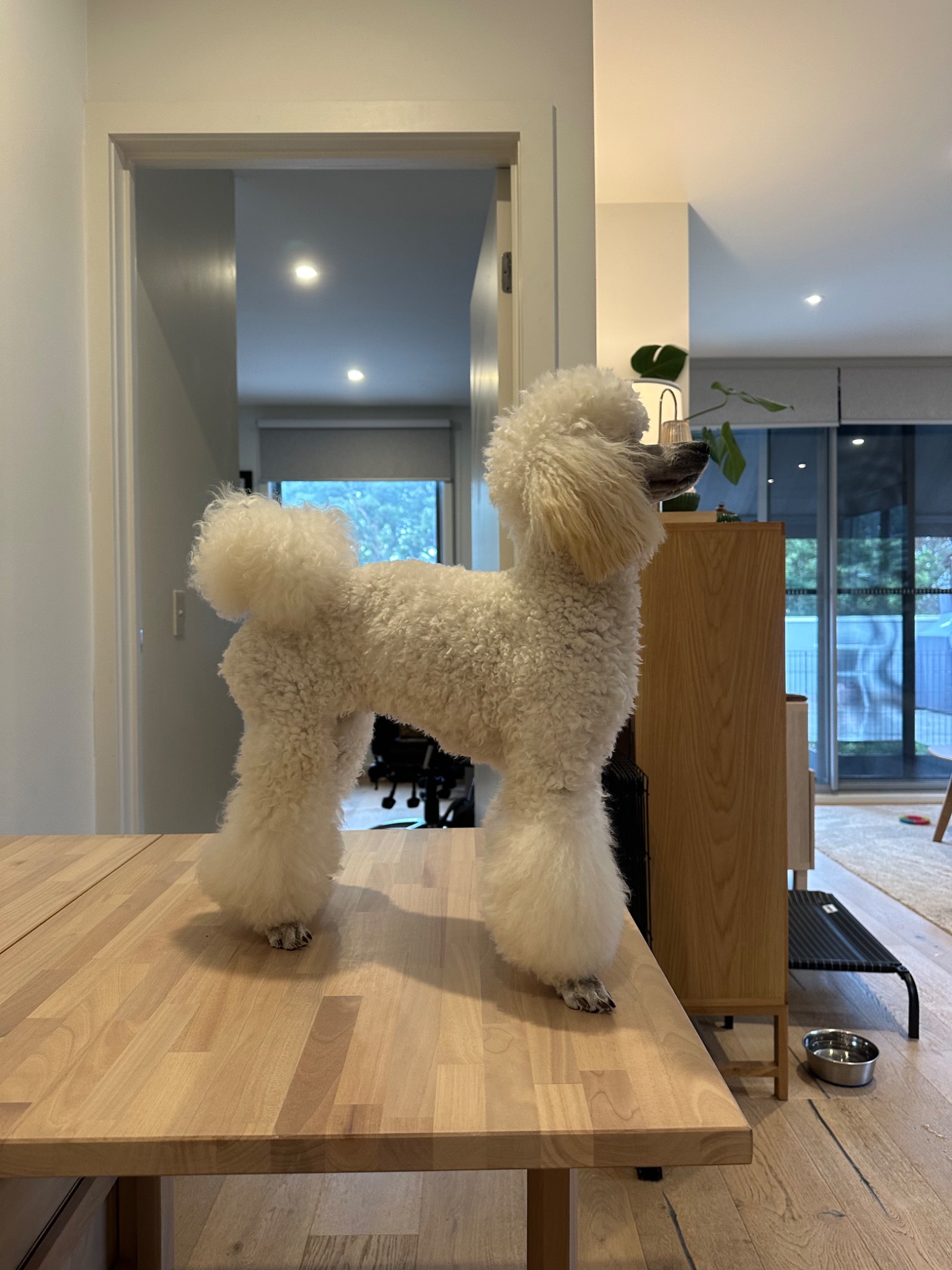 Duchess standing in profile at home in a photo Abby shared for grooming feedback