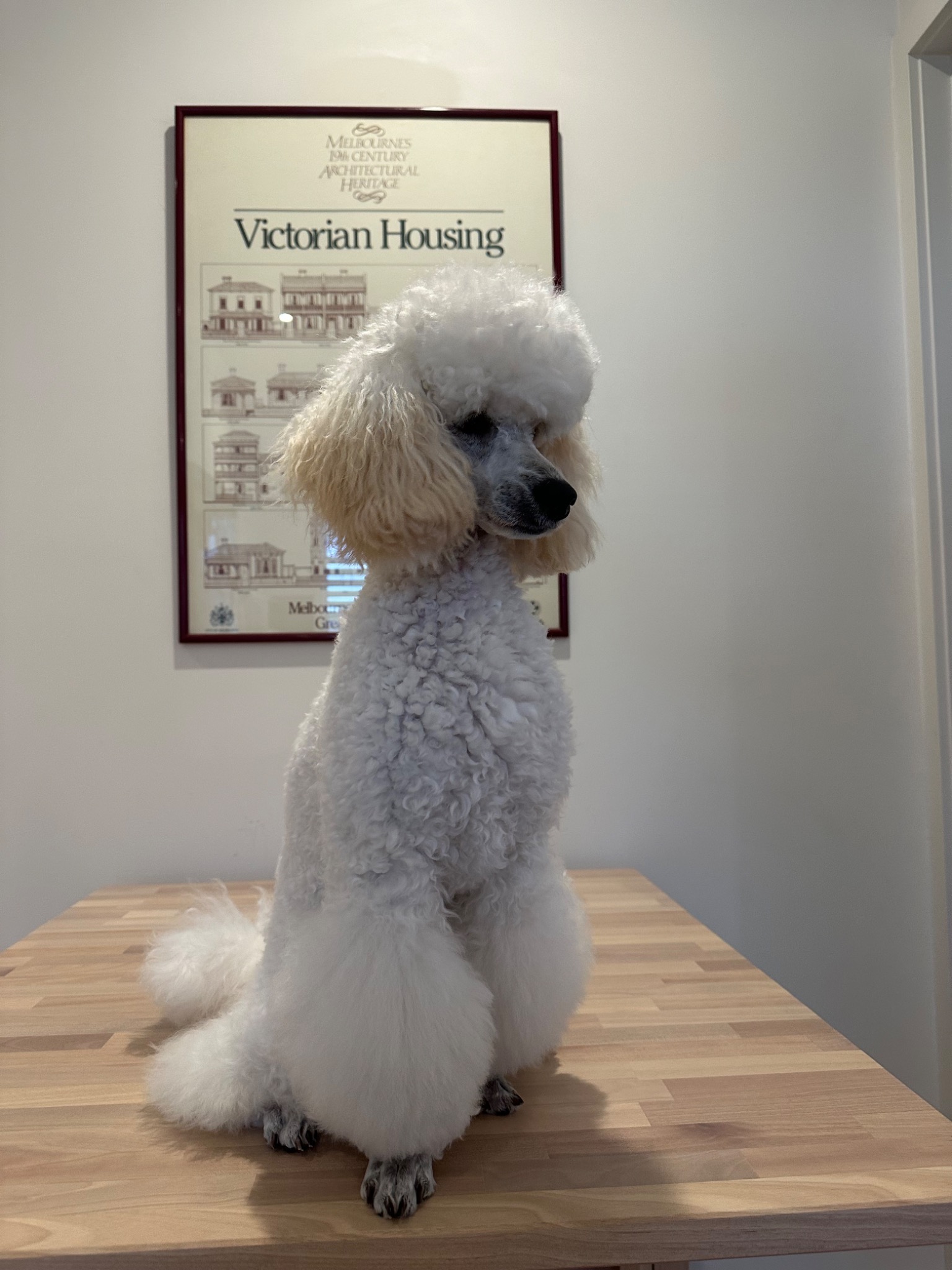 Duchess sitting at home showing her groomed face and feet