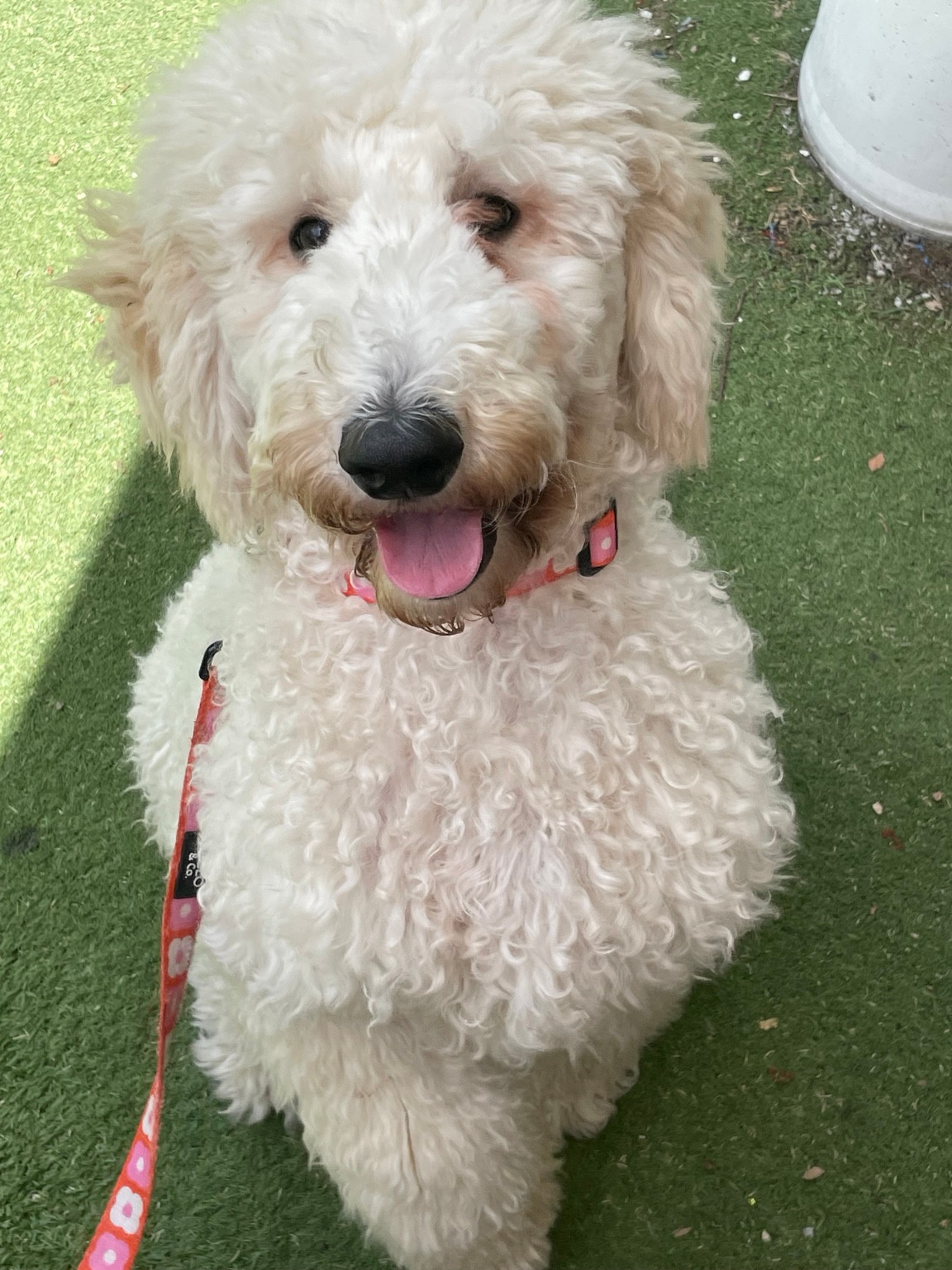Livia sitting outdoors with her pink collar and lead